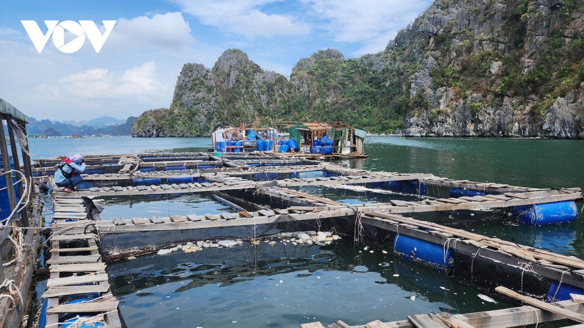 Người nuôi trồng thủy hải sản Vân Đồn làm lại từ con số không- Ảnh 3.