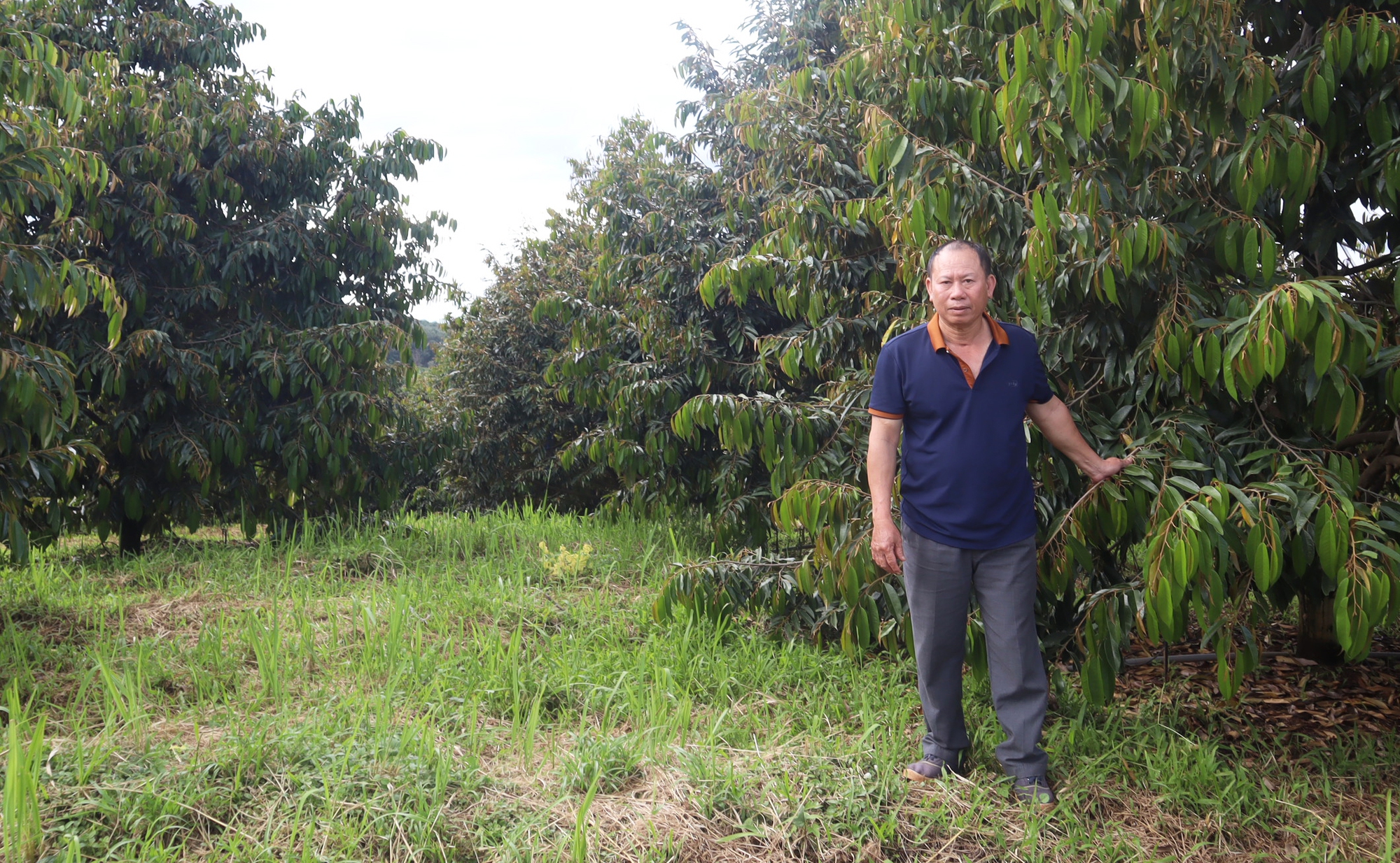 Người nông dân biến vùng đất hoang đầy sỏi đá, khô cằn thành "đất vàng", thu lời 4 tỷ đồng/năm- Ảnh 1.