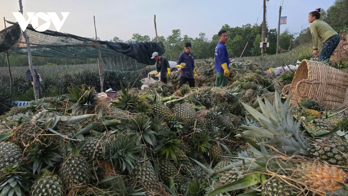 Mùa mưa trái khóm (dứa) giá kỉ lục, nông dân Tiền Giang bội thu- Ảnh 2.