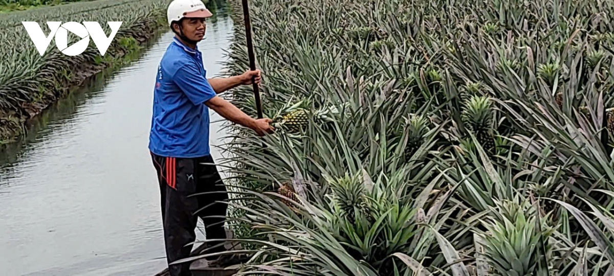 Mùa mưa trái khóm (dứa) giá kỉ lục, nông dân Tiền Giang bội thu- Ảnh 1.