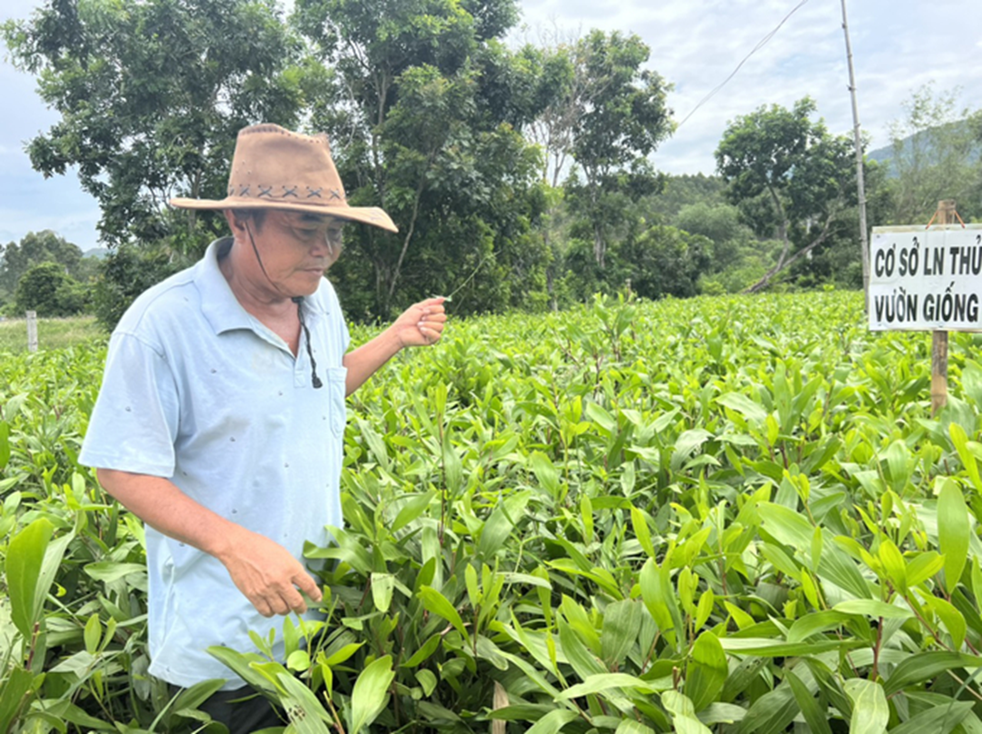 Chị nông dân trồng cây cao vút