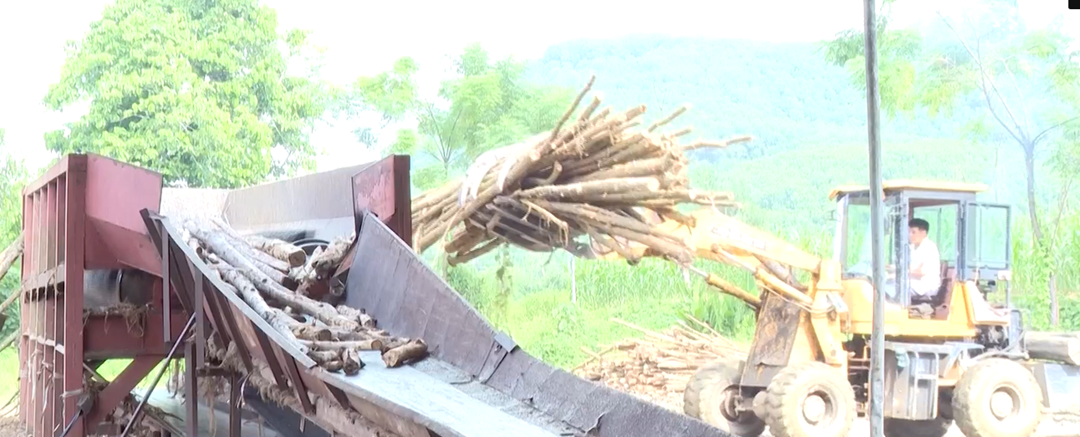 Chị nông dân trồng cây cao vút
