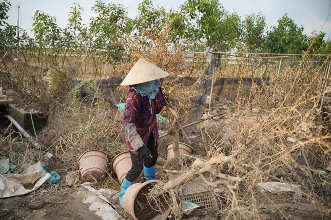 Thấp thỏm khôi phục làng cây cảnh lớn nhất miền Bắc- Ảnh 1.