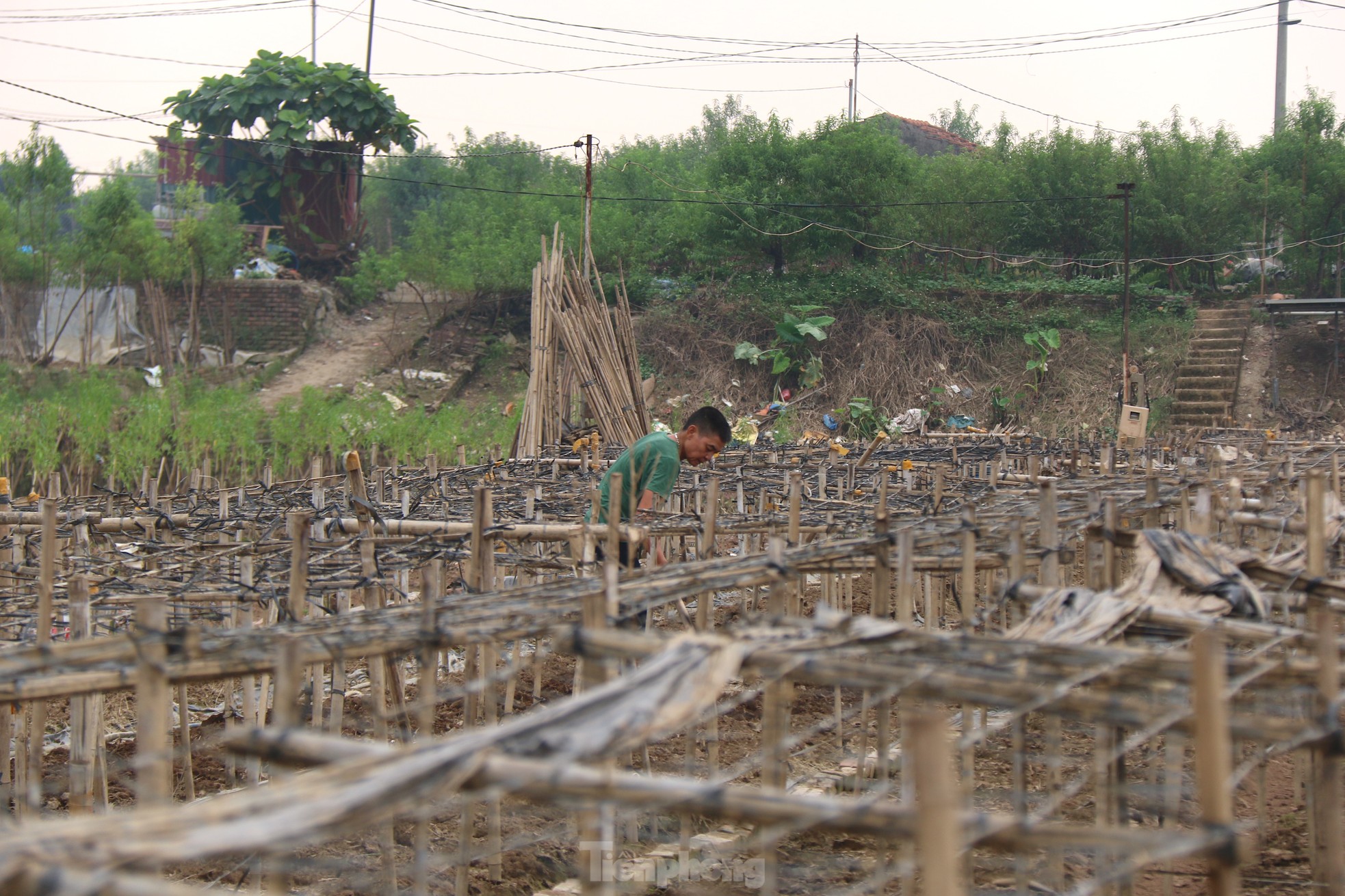 Hà Nội mất mùa cúc họa mi- Ảnh 9.