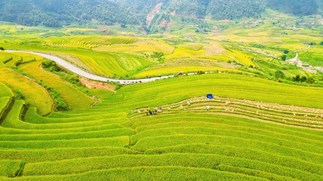 Lung linh mùa vàng trên rẻo cao Lai Châu- Ảnh 13.