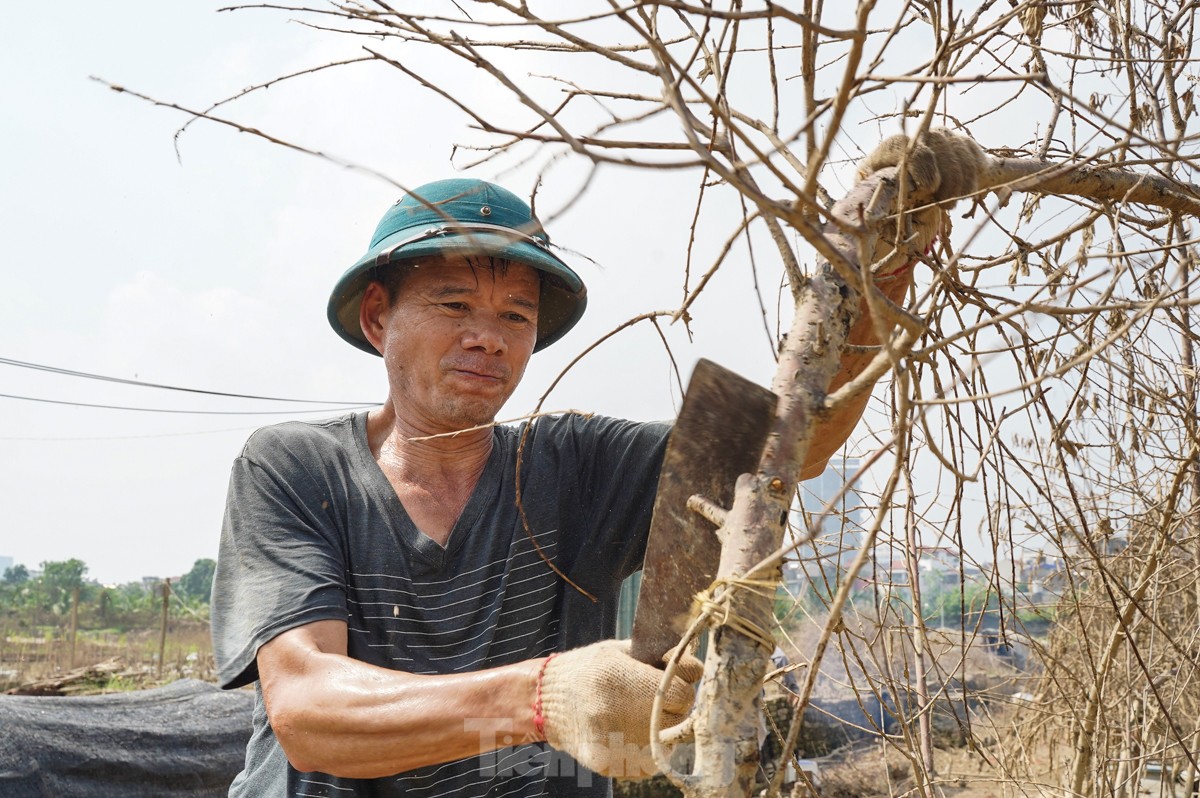 Người dân khóc nghẹn khi đốt từng gốc cây, nỗ lực 'hồi sinh' làng đào Nhật Tân sau bão lũ- Ảnh 7.