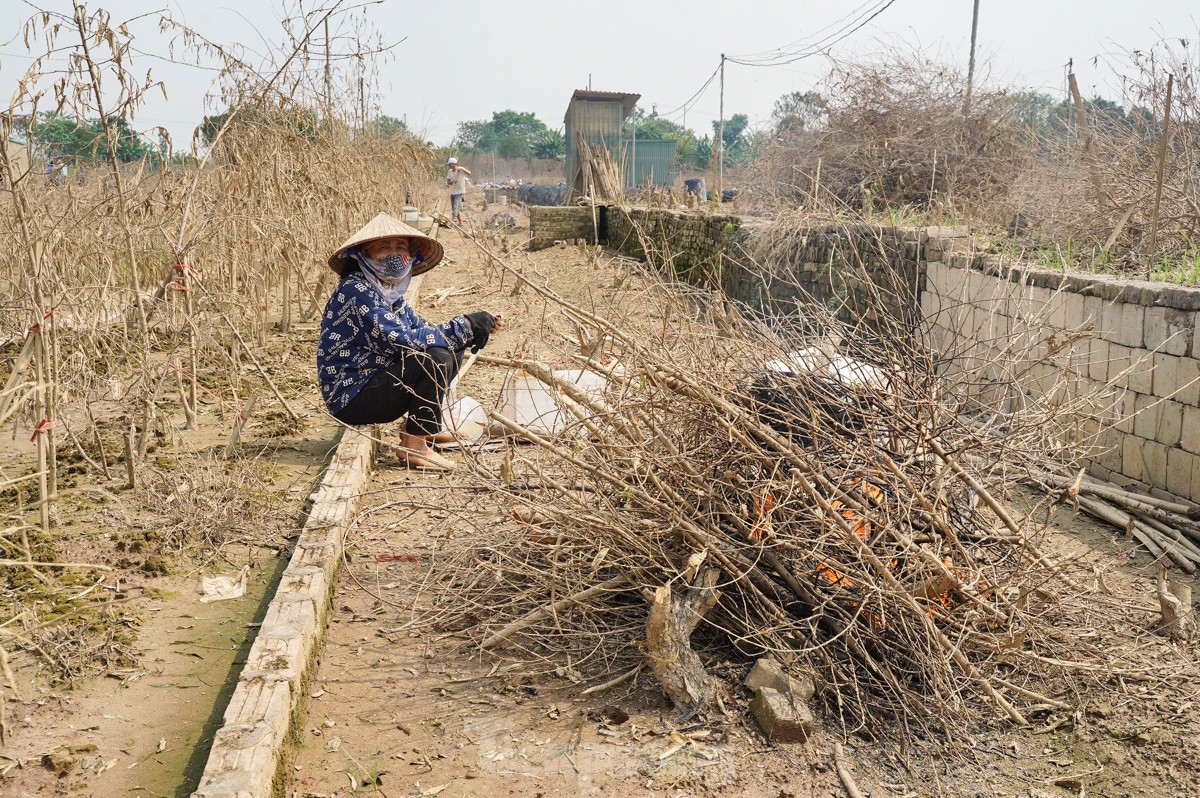 Người dân khóc nghẹn khi đốt từng gốc cây, nỗ lực 'hồi sinh' làng đào Nhật Tân sau bão lũ- Ảnh 8.