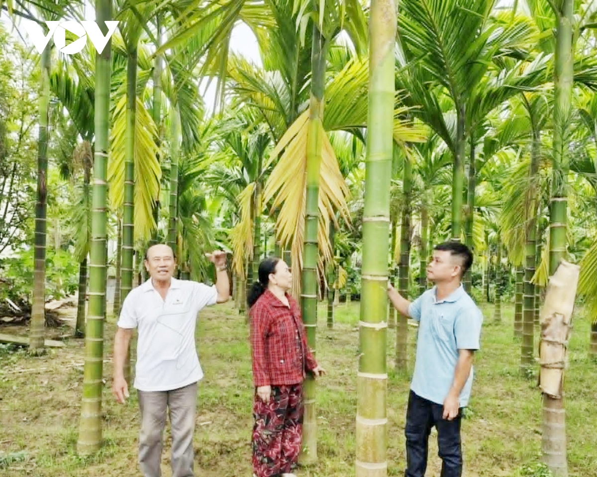 Quả cau tăng giá, nông dân Quảng Nam thêm niềm vui- Ảnh 4.