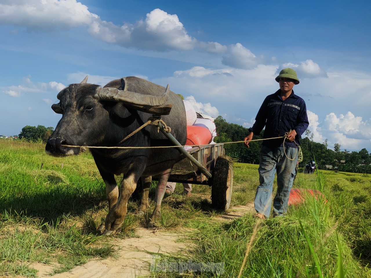 Lo ngại cơn bão số 3, nông dân hối hả gặt dù lúa chín chưa tới- Ảnh 6.