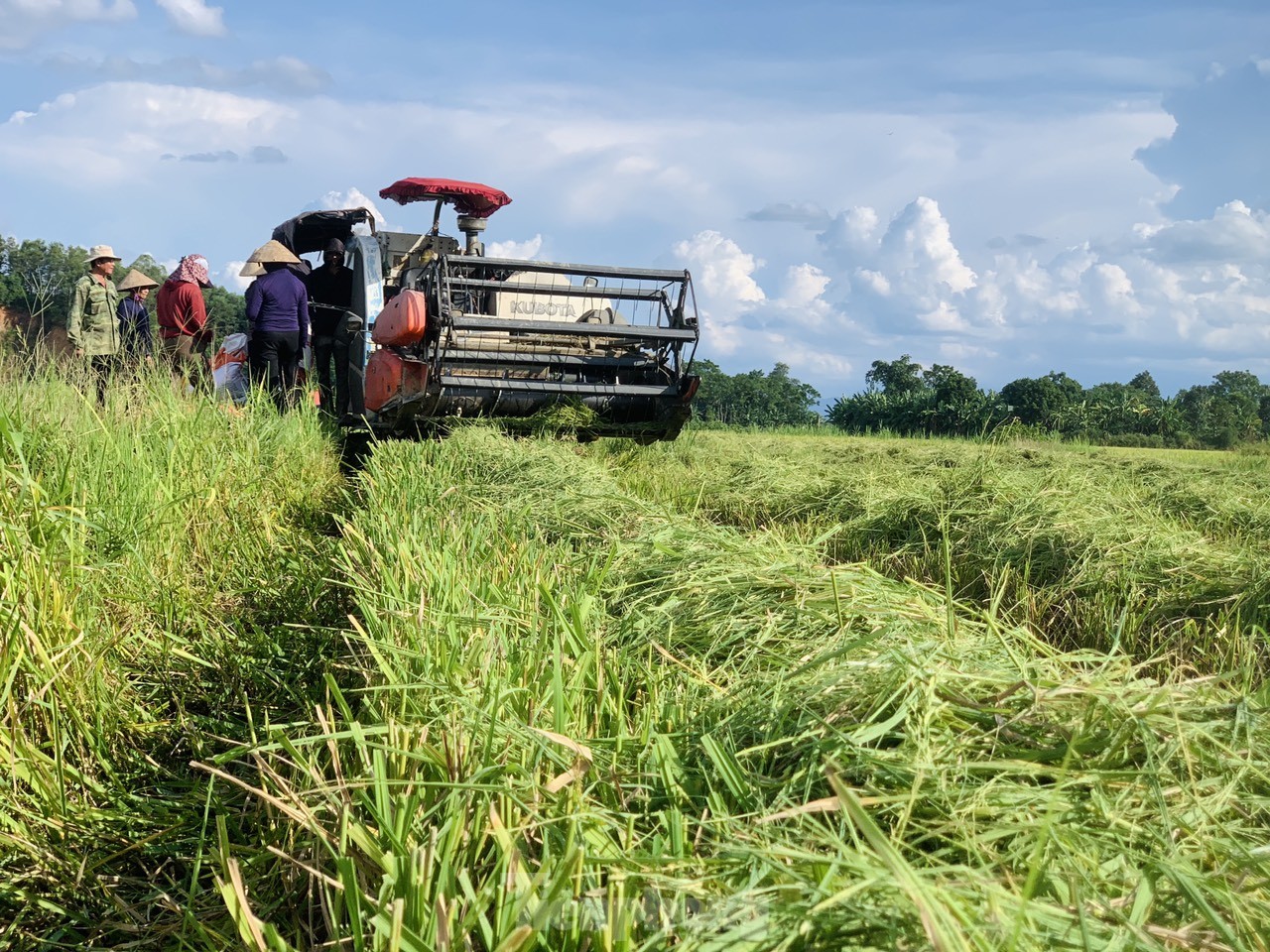 Lo ngại cơn bão số 3, nông dân hối hả gặt dù lúa chín chưa tới- Ảnh 8.