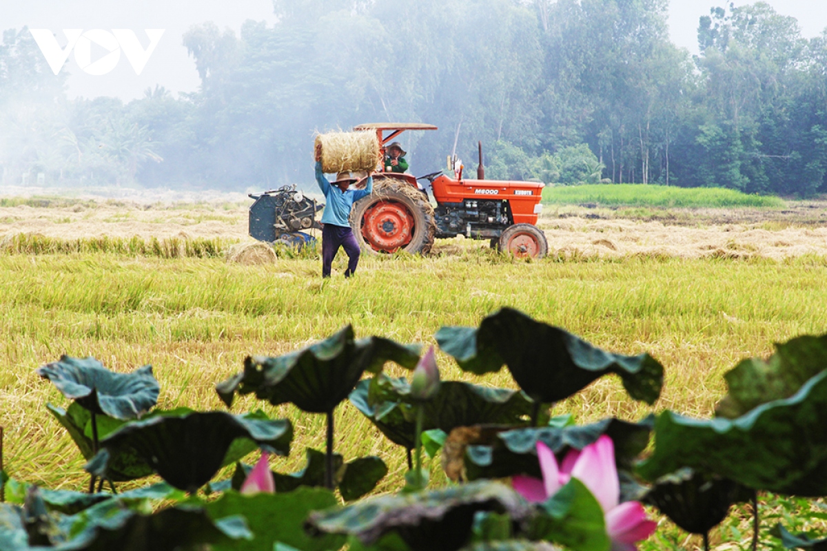 Người dân vùng đầu nguồn Đồng Tháp hốt bạc từ rơm rạ- Ảnh 3.