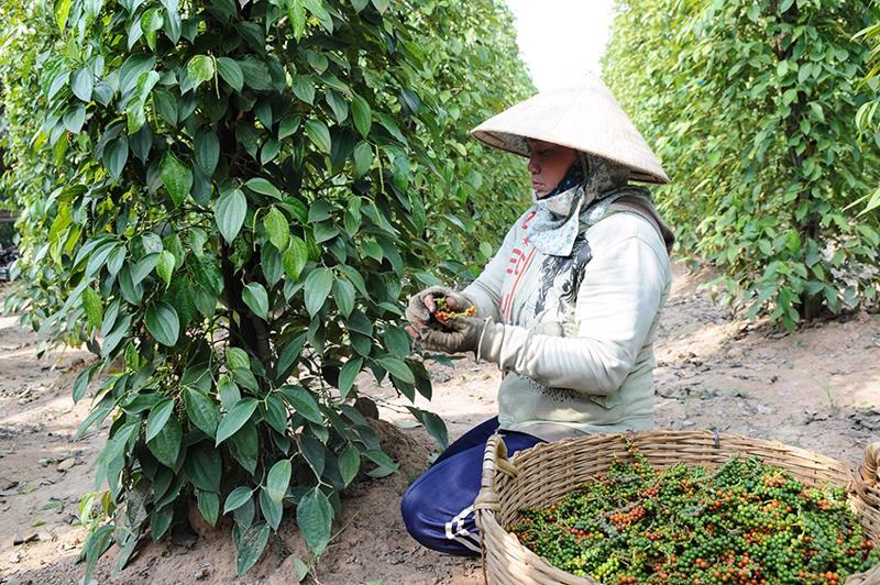 Hàng chục nghìn tấn “vàng đen” từ Việt Nam đổ bộ hơn 100 nước: Giá tăng dựng đứng, Mỹ thu mua hàng đầu- Ảnh 1.