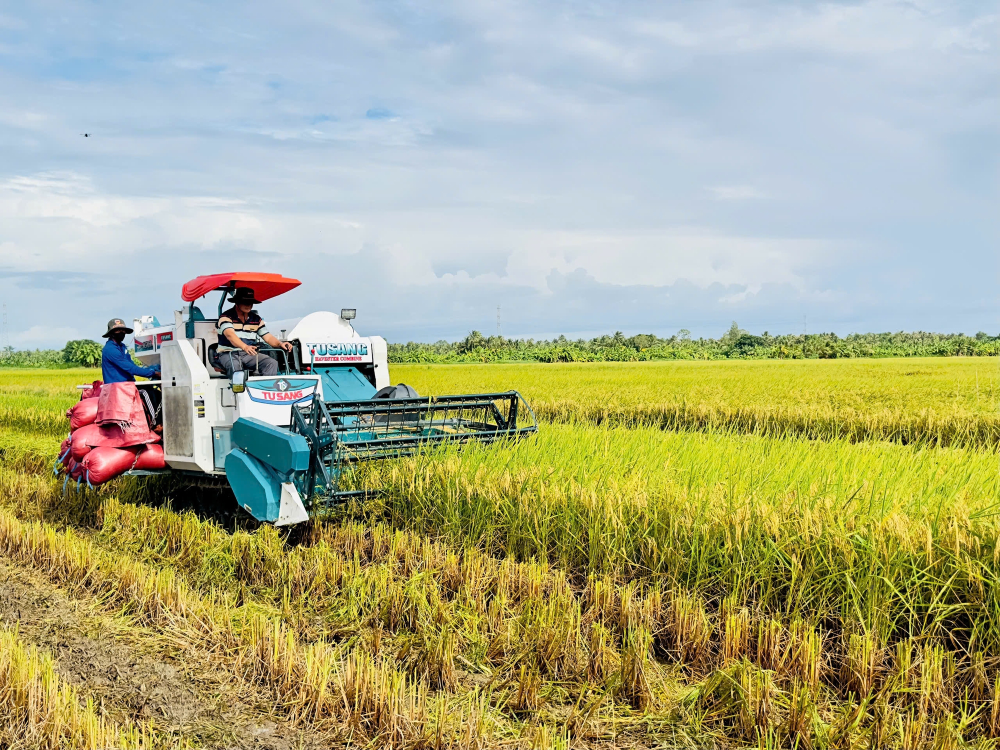 Xuất khẩu gạo Việt Nam tiếp đà thuận lợi- Ảnh 1.