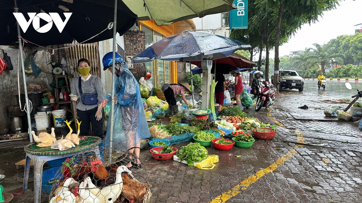 Trực tiếp: Siêu bão Yagi khiến Cô Tô mưa trắng trời, nhiều cây xanh bị quật đổ- Ảnh 22.