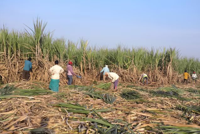 Không phải gạo, Ấn Độ cấm xuất khẩu loại hàng hoá quan trọng năm thứ 2 liên tiếp, nguồn cung toàn cầu bị thắt chặt- Ảnh 1.