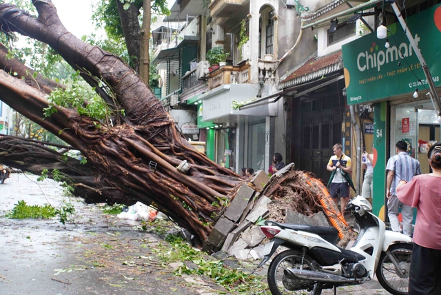 Tiếc nuối những "cụ cây" trăm tuổi bật gốc trong bão số 3 trên phố cổ Hà Nội- Ảnh 3.