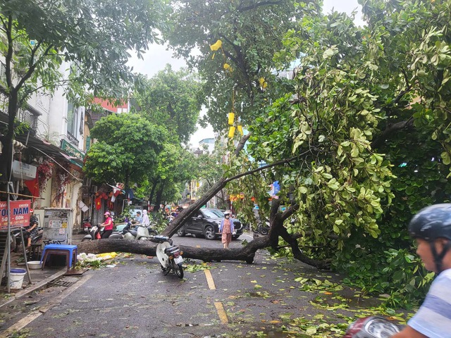 Tiếc nuối những "cụ cây" trăm tuổi bật gốc trong bão số 3 trên phố cổ Hà Nội- Ảnh 9.