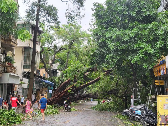 Tiếc nuối những "cụ cây" trăm tuổi bật gốc trong bão số 3 trên phố cổ Hà Nội- Ảnh 1.