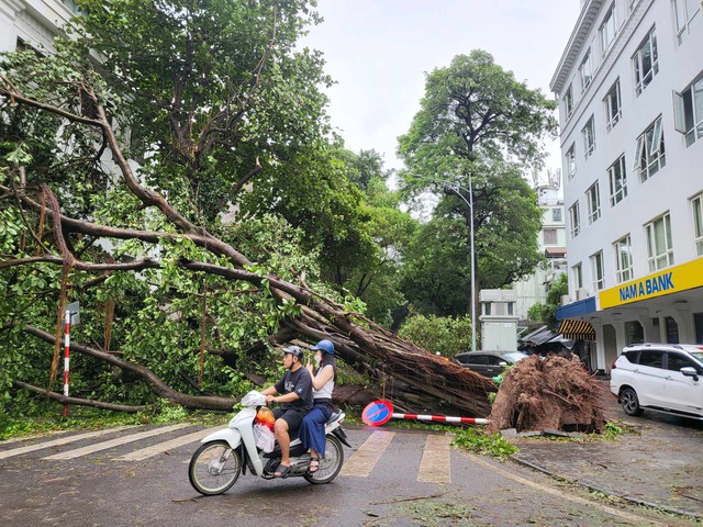 Tiếc nuối những "cụ cây" trăm tuổi bật gốc trong bão số 3 trên phố cổ Hà Nội- Ảnh 14.