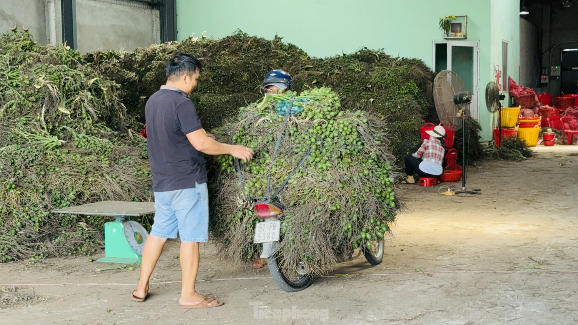 Giá cau tươi tăng mạnh, vì sao nông dân 'đứng ngồi không yên'?- Ảnh 7.