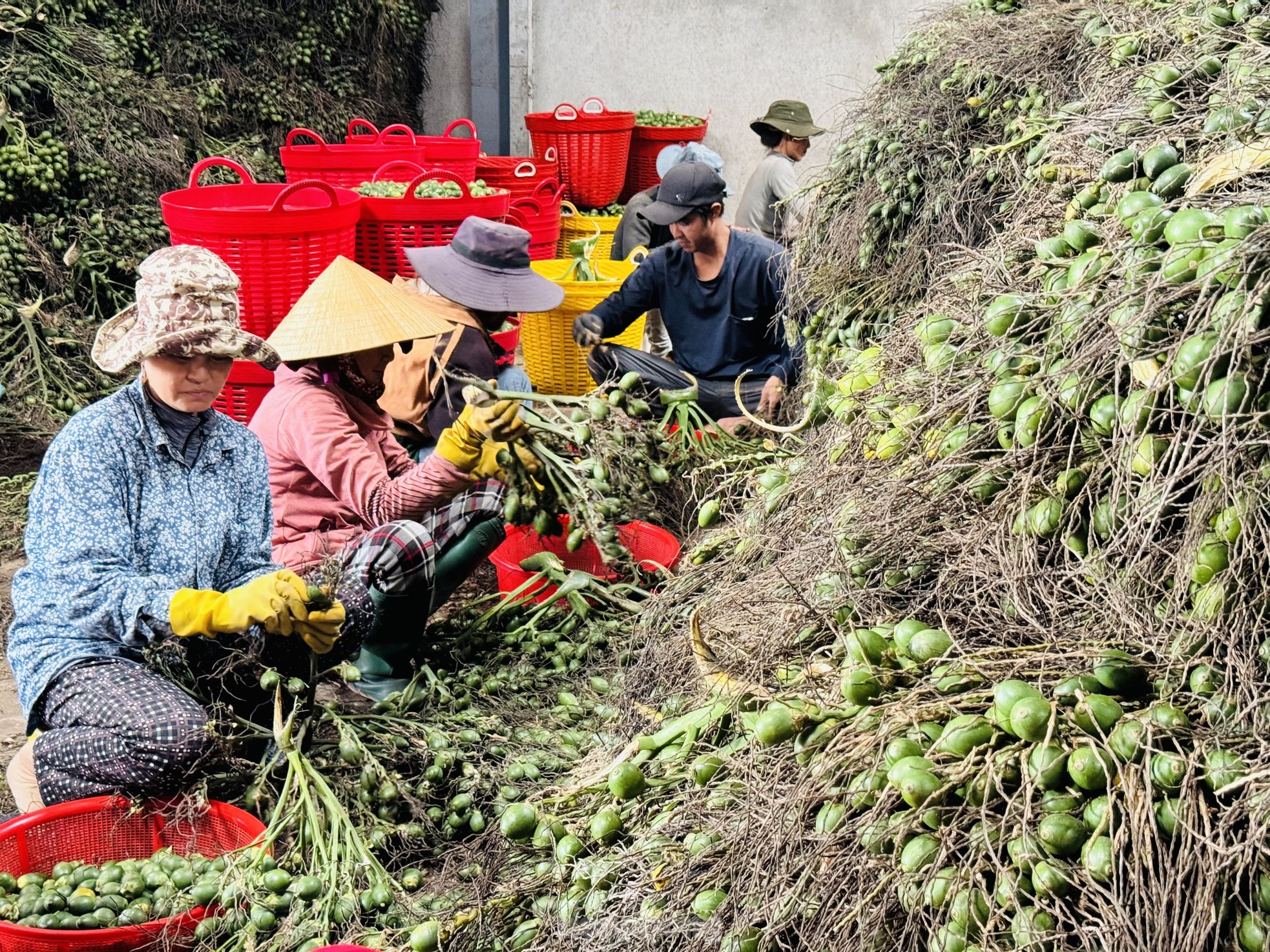 Giá cau tươi tăng mạnh, vì sao nông dân 'đứng ngồi không yên'?- Ảnh 8.