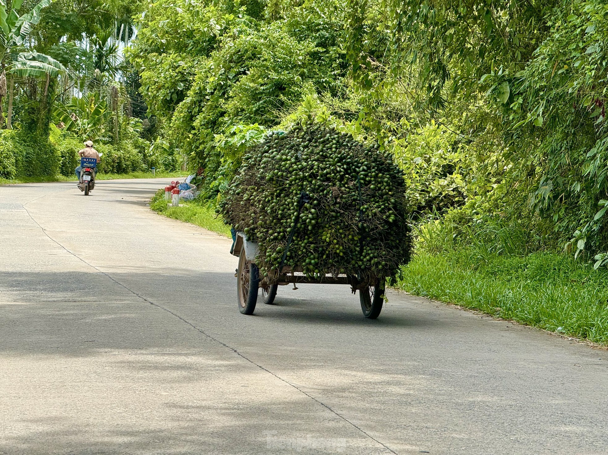 Giá cau tươi tăng mạnh, vì sao nông dân 'đứng ngồi không yên'?- Ảnh 10.