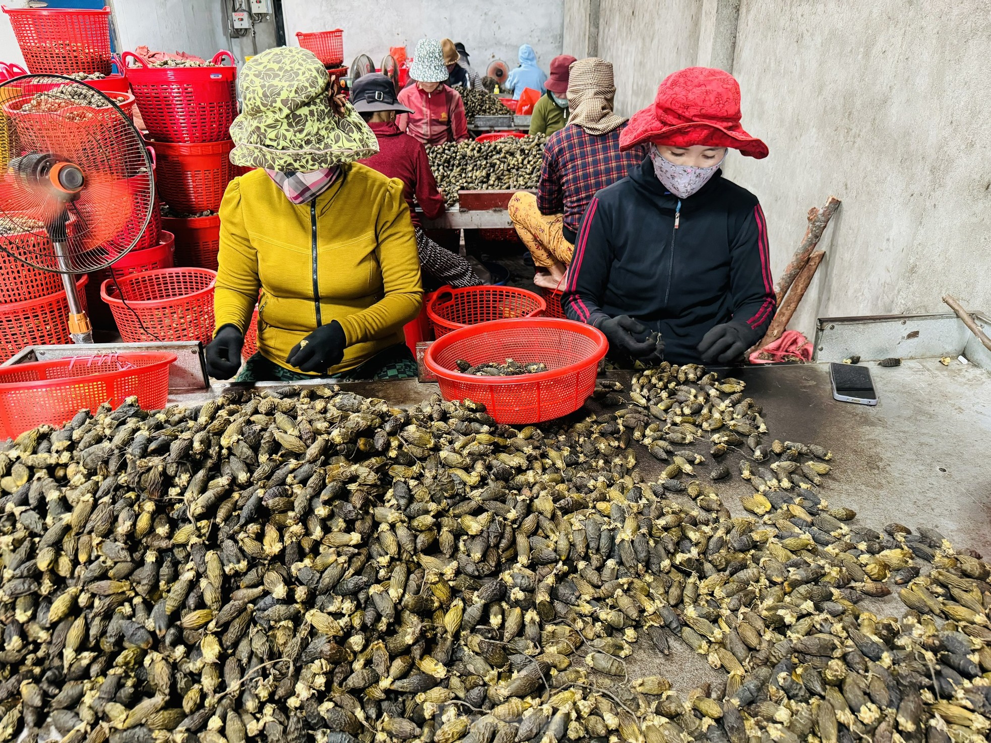 Giá cau tươi tăng mạnh, vì sao nông dân 'đứng ngồi không yên'?- Ảnh 9.