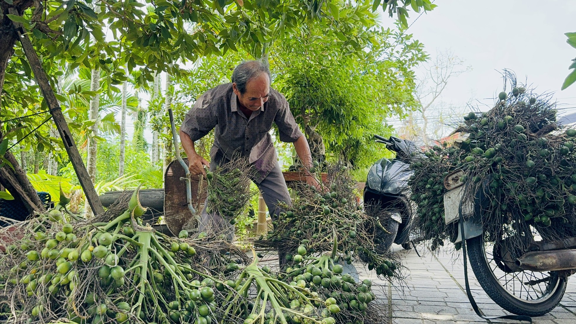 Giá cau tươi tăng mạnh, vì sao nông dân 'đứng ngồi không yên'?- Ảnh 2.