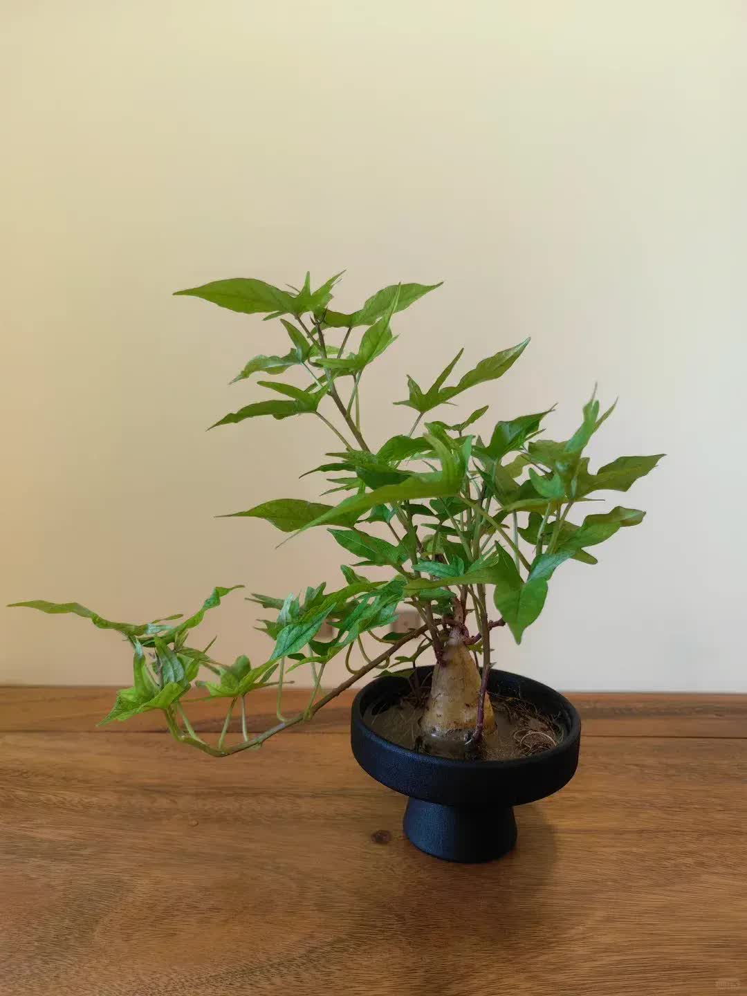 Trồng khoai lang thủy canh trong phòng khách, cô gái biến căn nhà nhỏ thành "khu vườn xanh" đầy sáng tạo và nghệ thuật- Ảnh 6. Trồng khoai lang thủy canh trong phòng khách, cô gái biến căn nhà nhỏ thành "khu vườn xanh" đầy sáng tạo và nghệ thuật- Ảnh 6.