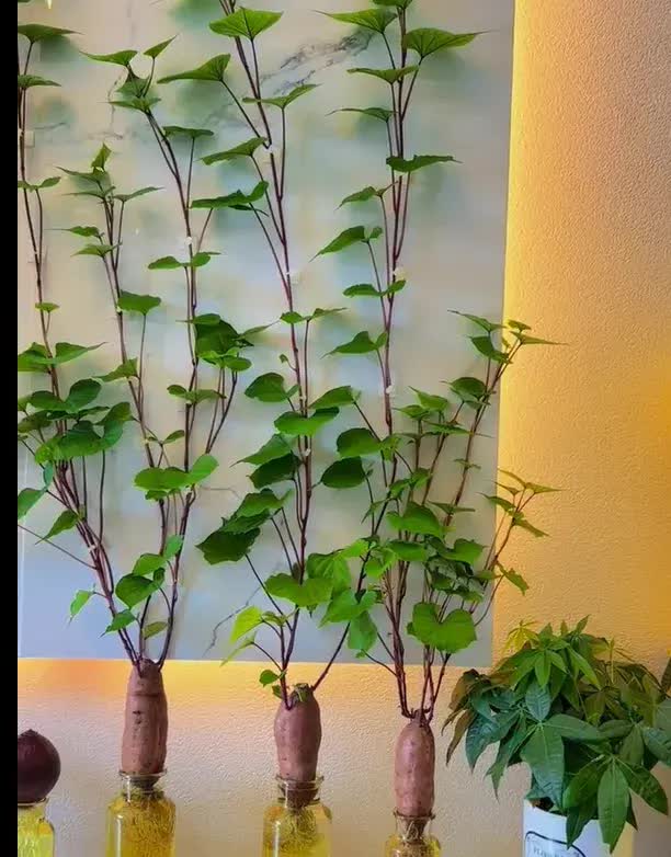Trồng khoai lang thủy canh trong phòng khách, cô gái biến căn nhà nhỏ thành "khu vườn xanh" đầy sáng tạo và nghệ thuật- Ảnh 2. Trồng khoai lang thủy canh trong phòng khách, cô gái biến căn nhà nhỏ thành "khu vườn xanh" đầy sáng tạo và nghệ thuật- Ảnh 2.
