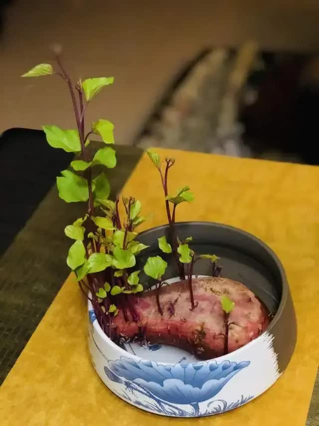 Trồng khoai lang thủy canh trong phòng khách, cô gái biến căn nhà nhỏ thành "khu vườn xanh" đầy sáng tạo và nghệ thuật- Ảnh 14. Trồng khoai lang thủy canh trong phòng khách, cô gái biến căn nhà nhỏ thành "khu vườn xanh" đầy sáng tạo và nghệ thuật- Ảnh 14.
