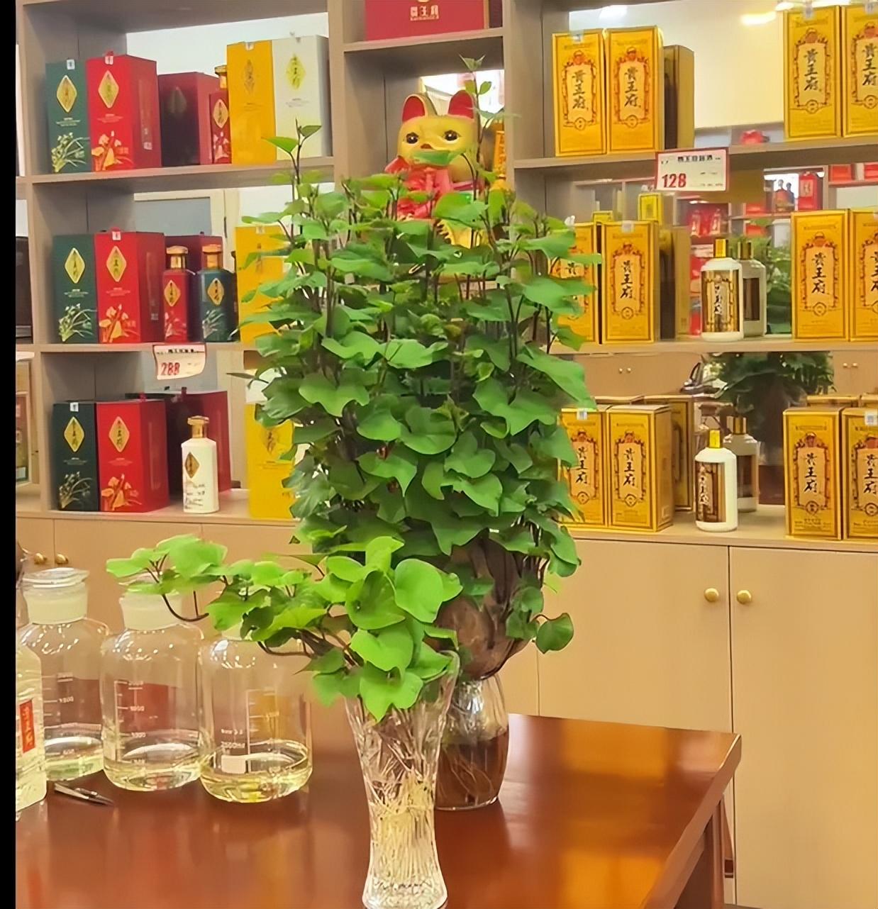 Trồng khoai lang thủy canh trong phòng khách, cô gái biến căn nhà nhỏ thành "khu vườn xanh" đầy sáng tạo và nghệ thuật- Ảnh 10. Trồng khoai lang thủy canh trong phòng khách, cô gái biến căn nhà nhỏ thành "khu vườn xanh" đầy sáng tạo và nghệ thuật- Ảnh 10.