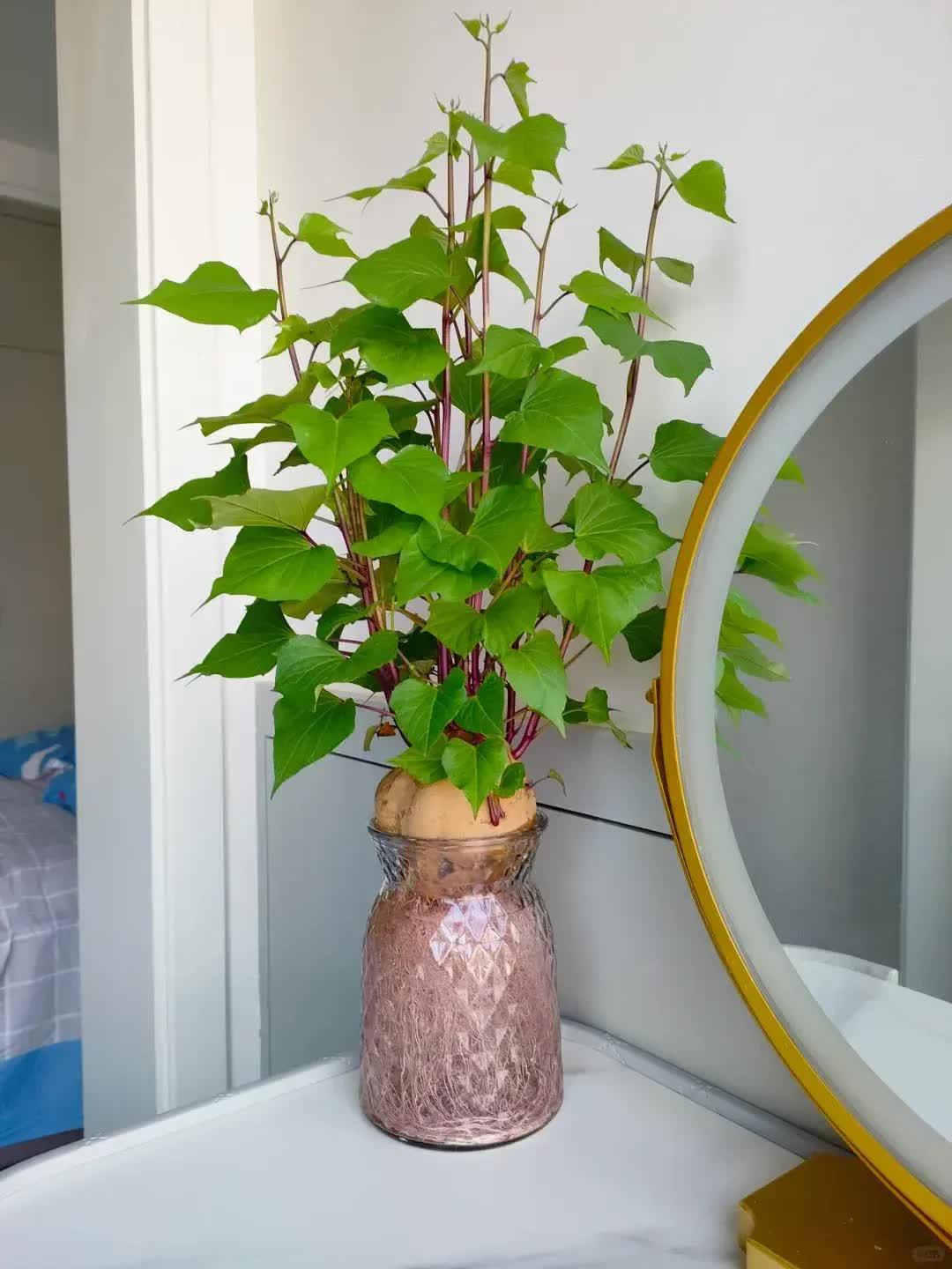 Trồng khoai lang thủy canh trong phòng khách, cô gái biến căn nhà nhỏ thành "khu vườn xanh" đầy sáng tạo và nghệ thuật- Ảnh 8. Trồng khoai lang thủy canh trong phòng khách, cô gái biến căn nhà nhỏ thành "khu vườn xanh" đầy sáng tạo và nghệ thuật- Ảnh 8.