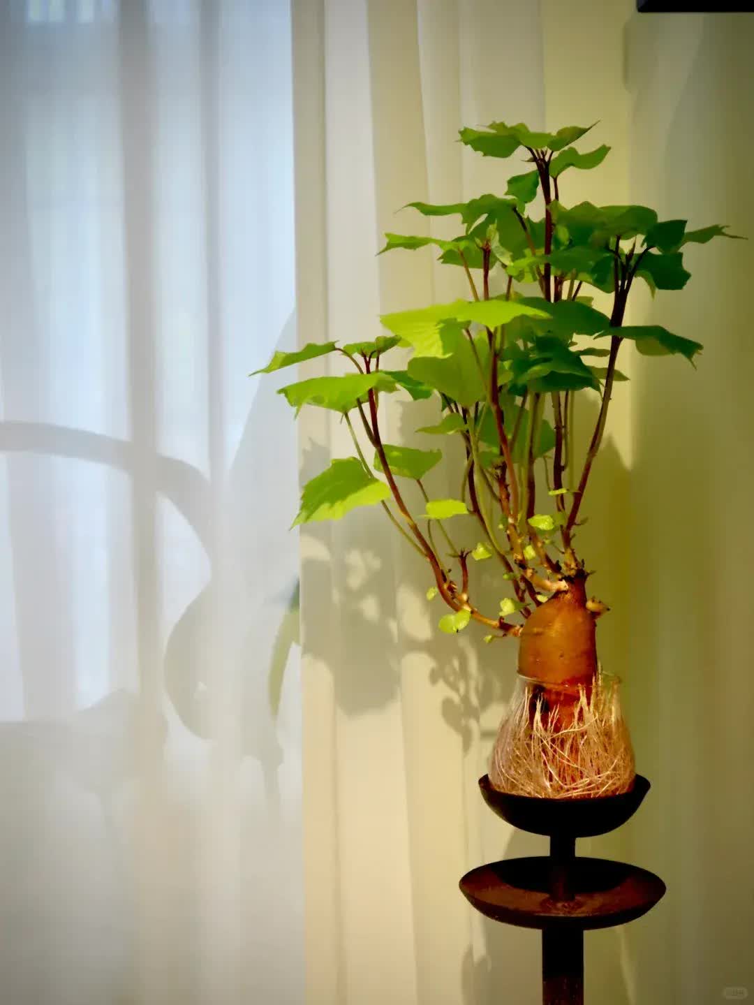 Trồng khoai lang thủy canh trong phòng khách, cô gái biến căn nhà nhỏ thành "khu vườn xanh" đầy sáng tạo và nghệ thuật- Ảnh 13. Trồng khoai lang thủy canh trong phòng khách, cô gái biến căn nhà nhỏ thành "khu vườn xanh" đầy sáng tạo và nghệ thuật- Ảnh 13.