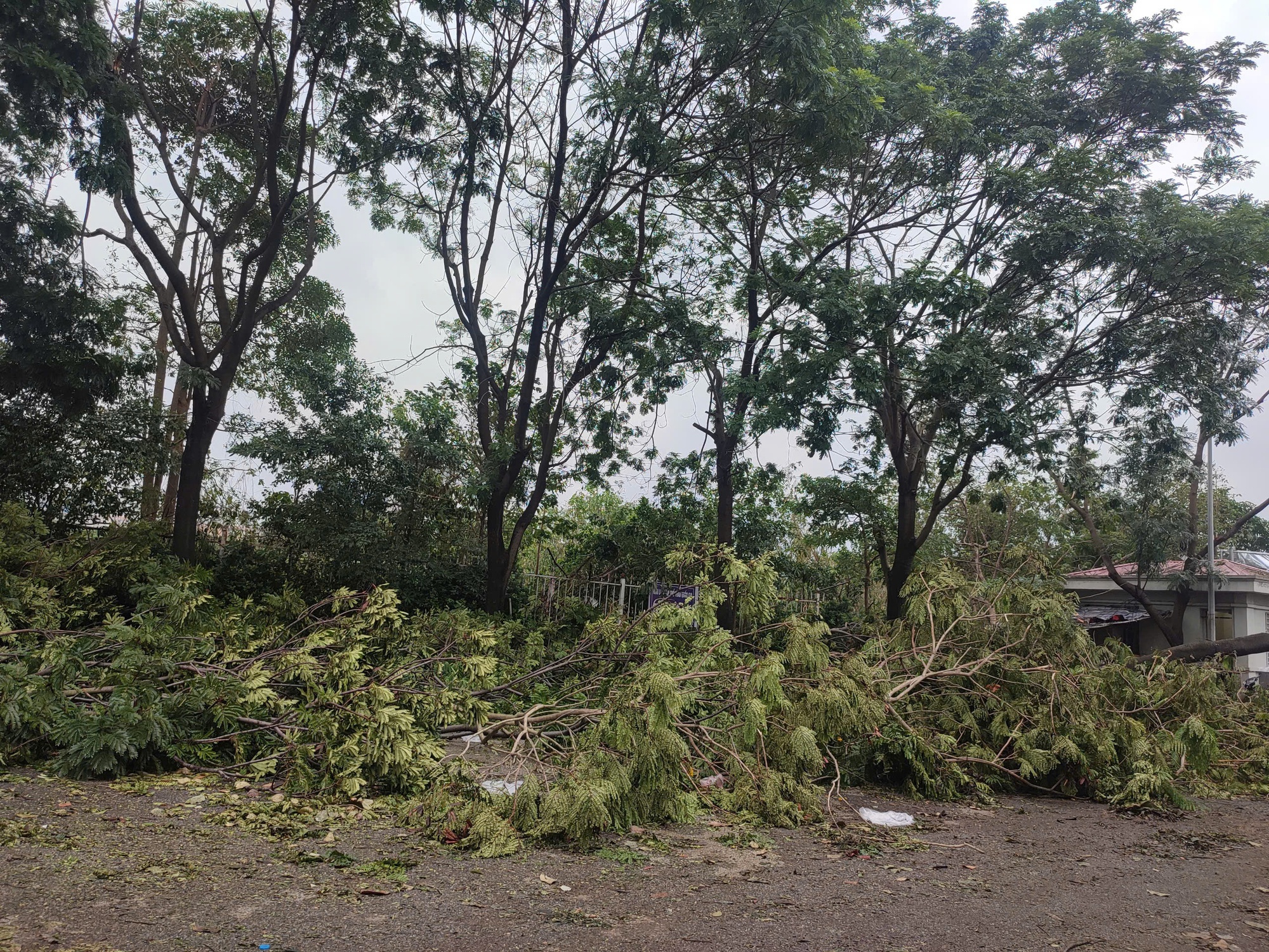 Sân Mỹ Đình tan hoang do bão, cây nằm la liệt dù chỉ còn một ngày nữa đội tuyển Việt Nam đấu Thái Lan- Ảnh 2.