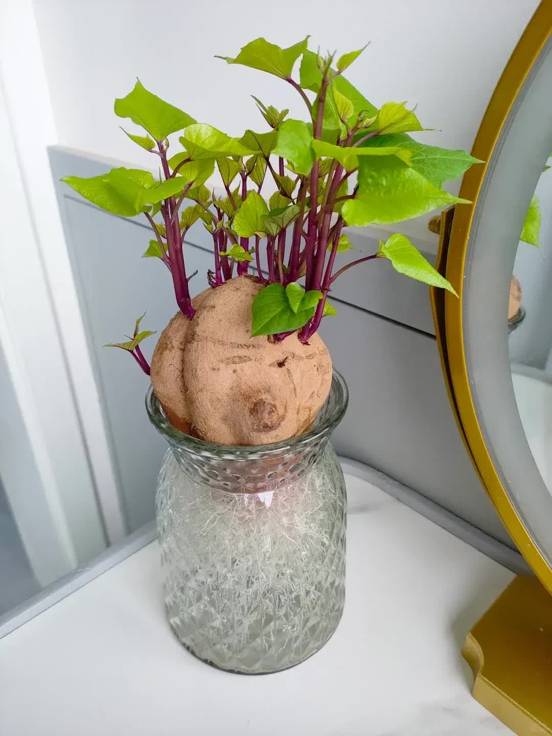 Trồng khoai lang thủy canh trong phòng khách, cô gái biến căn nhà nhỏ thành "khu vườn xanh" đầy sáng tạo và nghệ thuật- Ảnh 7. Trồng khoai lang thủy canh trong phòng khách, cô gái biến căn nhà nhỏ thành "khu vườn xanh" đầy sáng tạo và nghệ thuật- Ảnh 7.