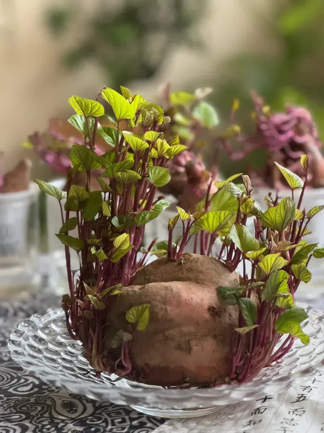 Trồng khoai lang thủy canh trong phòng khách, cô gái biến căn nhà nhỏ thành "khu vườn xanh" đầy sáng tạo và nghệ thuật- Ảnh 9. Trồng khoai lang thủy canh trong phòng khách, cô gái biến căn nhà nhỏ thành "khu vườn xanh" đầy sáng tạo và nghệ thuật- Ảnh 9.