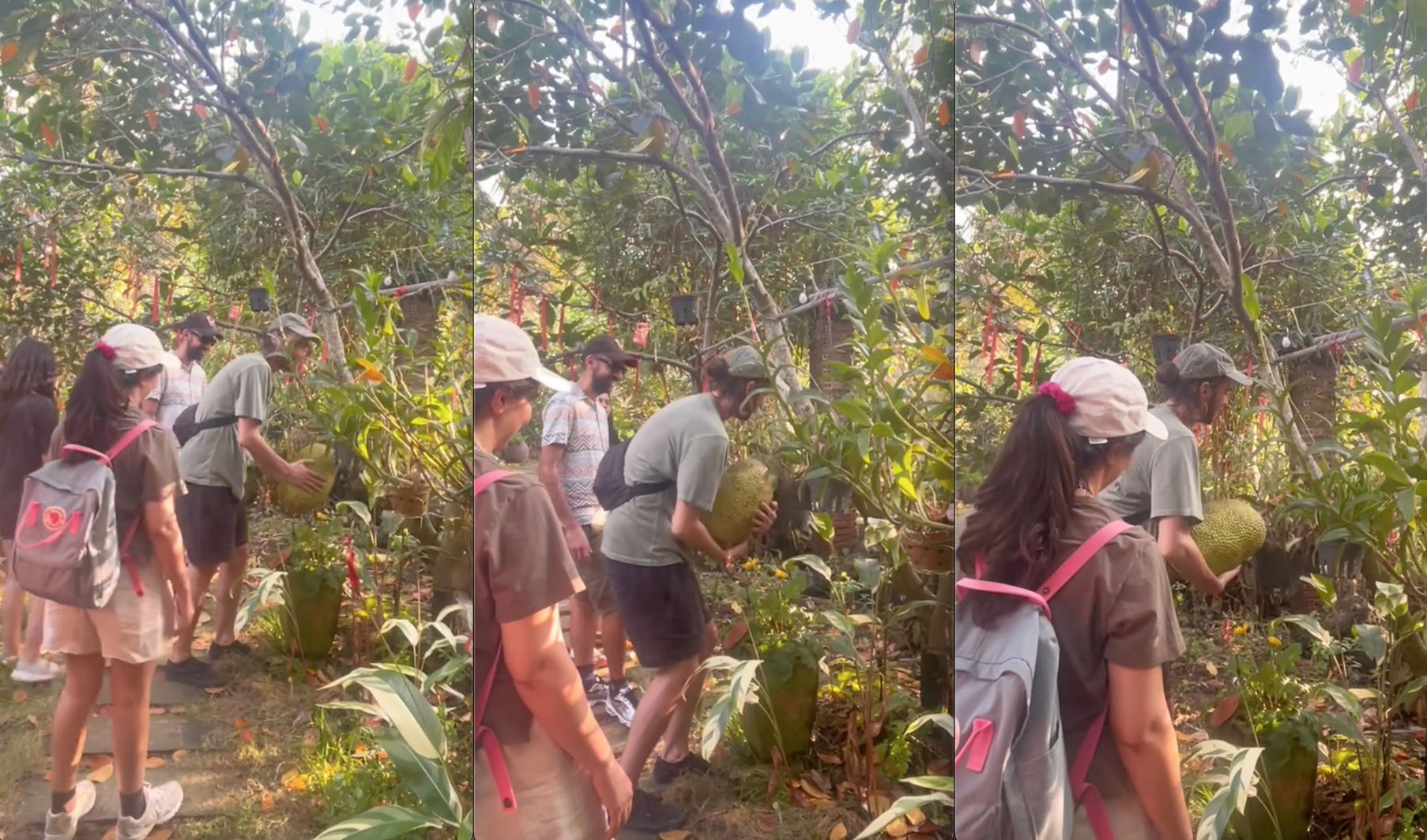 Khách Tây lóng ngóng khi thử hái mít tại Việt Nam, phản ứng sau khi hái được khiến dân tình bật cười- Ảnh 2.