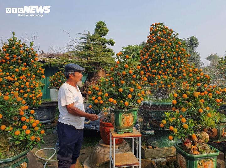 Vườn quất cần thăng tiền tỷ ở Hà Nội chưa đến Tết đã 'cháy' hàng- Ảnh 1.