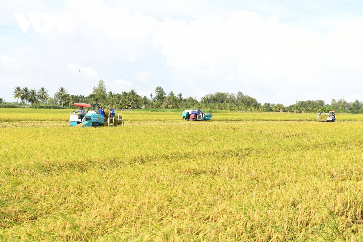 Giá lúa giảm sâu, nông dân mất vui- Ảnh 1.