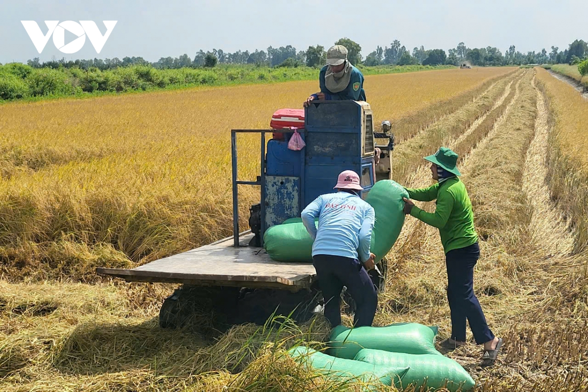 Giá lúa giảm sâu, nông dân mất vui- Ảnh 3.