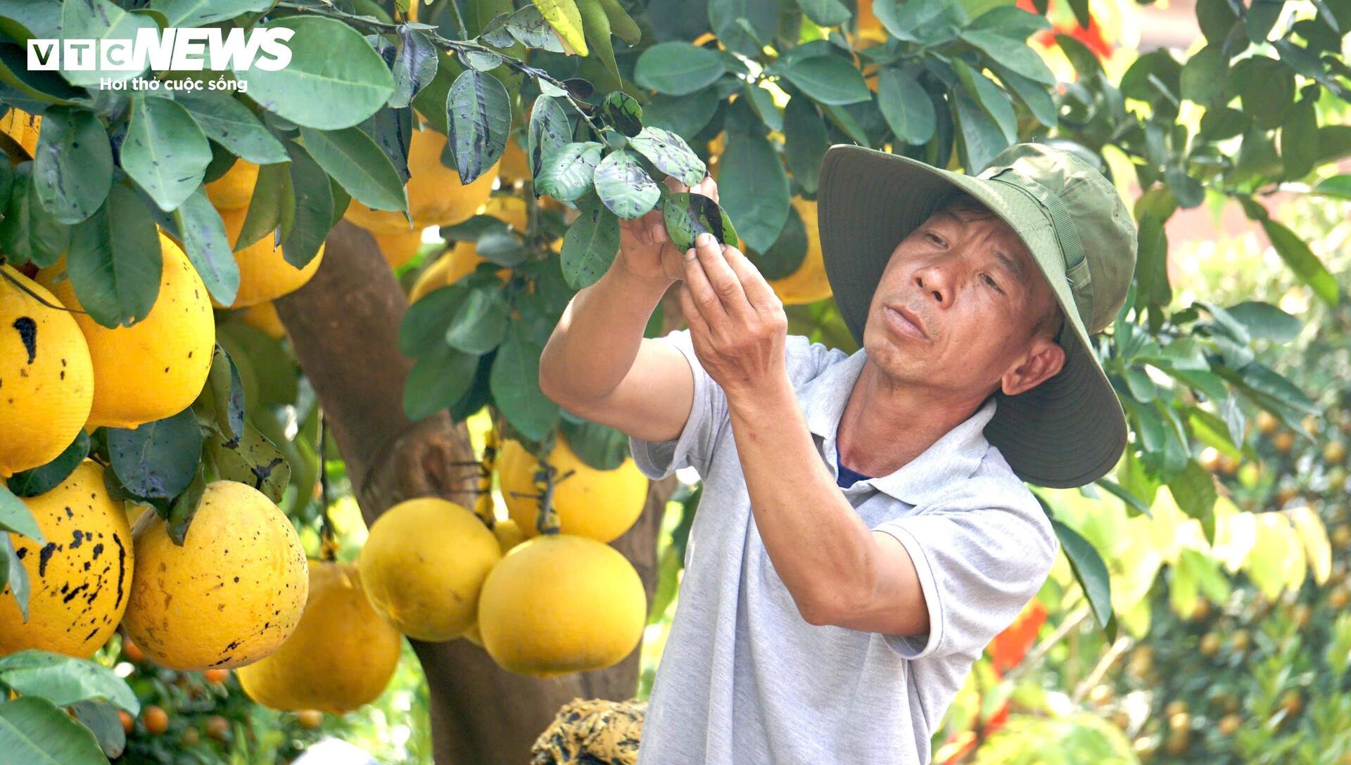 Quất bonsai, bưởi Diễn trưng Tết ế khách, nhà vườn TP.HCM rầu rĩ- Ảnh 5.