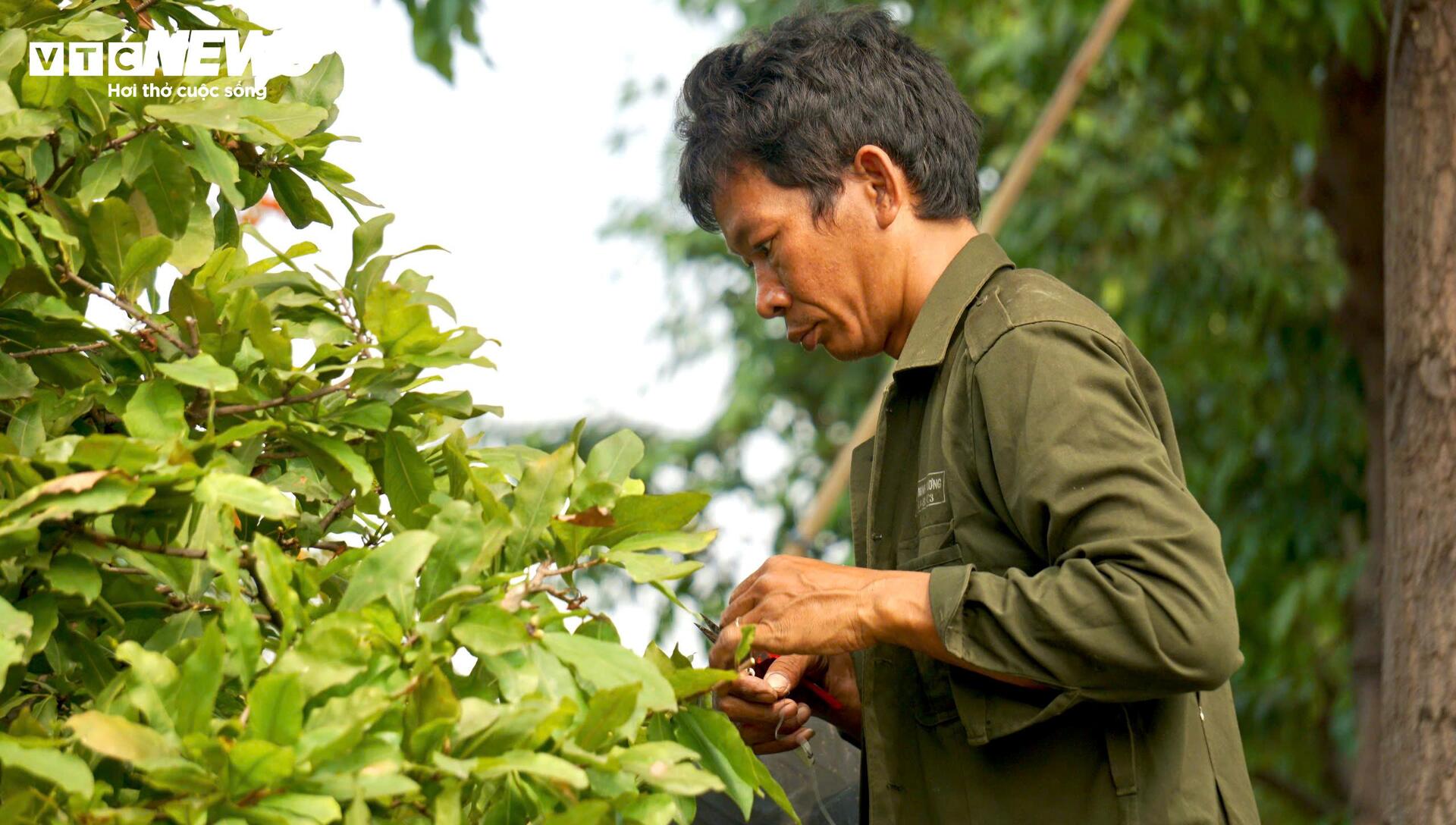 Quất bonsai, bưởi Diễn trưng Tết ế khách, nhà vườn TP.HCM rầu rĩ- Ảnh 15.