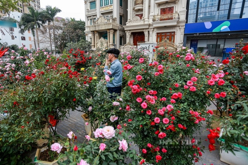 Đào, quất xuống phố “ngóng” người mua, giá bán cao hơn mọi năm- Ảnh 4.