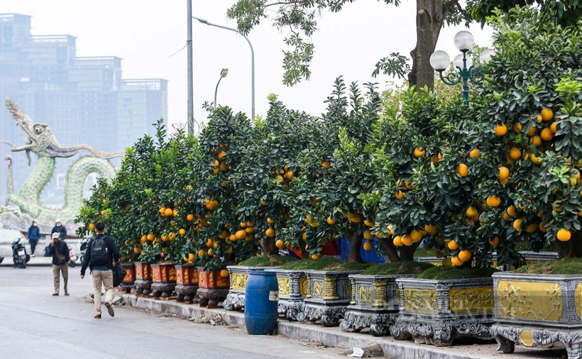 Đào, quất xuống phố “ngóng” người mua, giá bán cao hơn mọi năm- Ảnh 3.