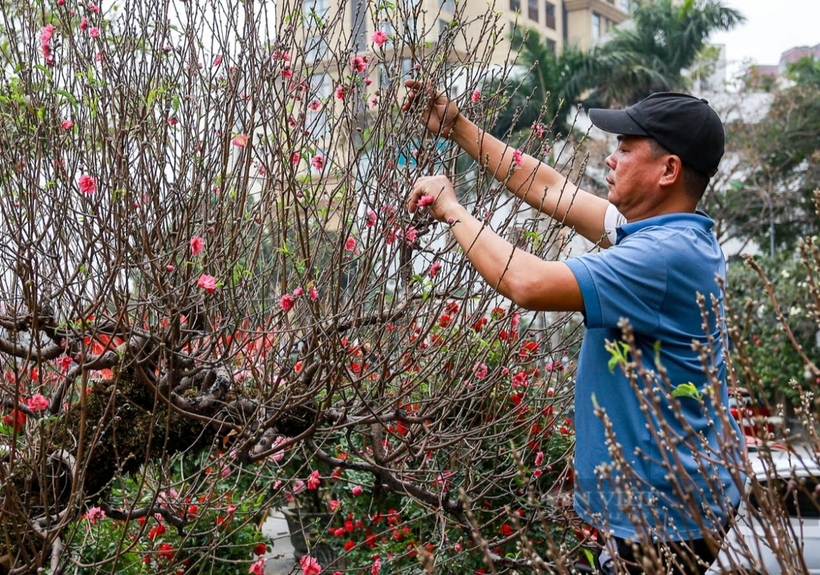 Đào, quất xuống phố “ngóng” người mua, giá bán cao hơn mọi năm- Ảnh 2.