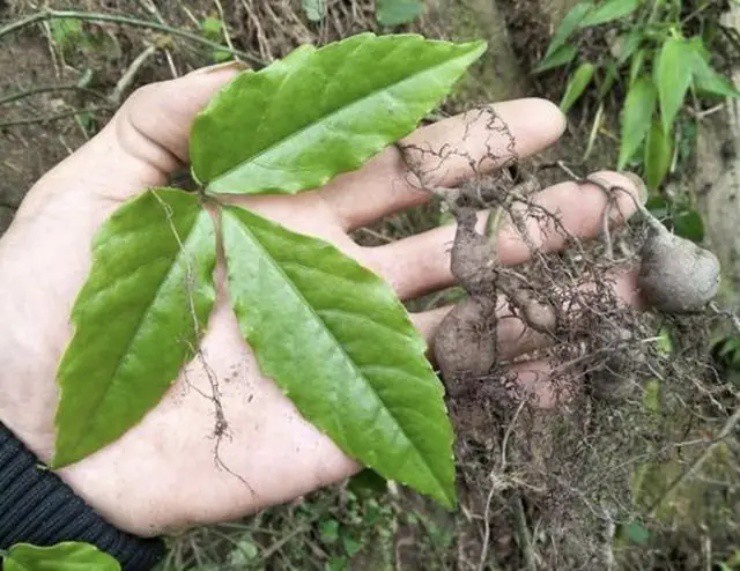 Rễ cây dại đắt như “vàng”, đào lên đem bán thu ngay vài chục triệu/kg- Ảnh 2.