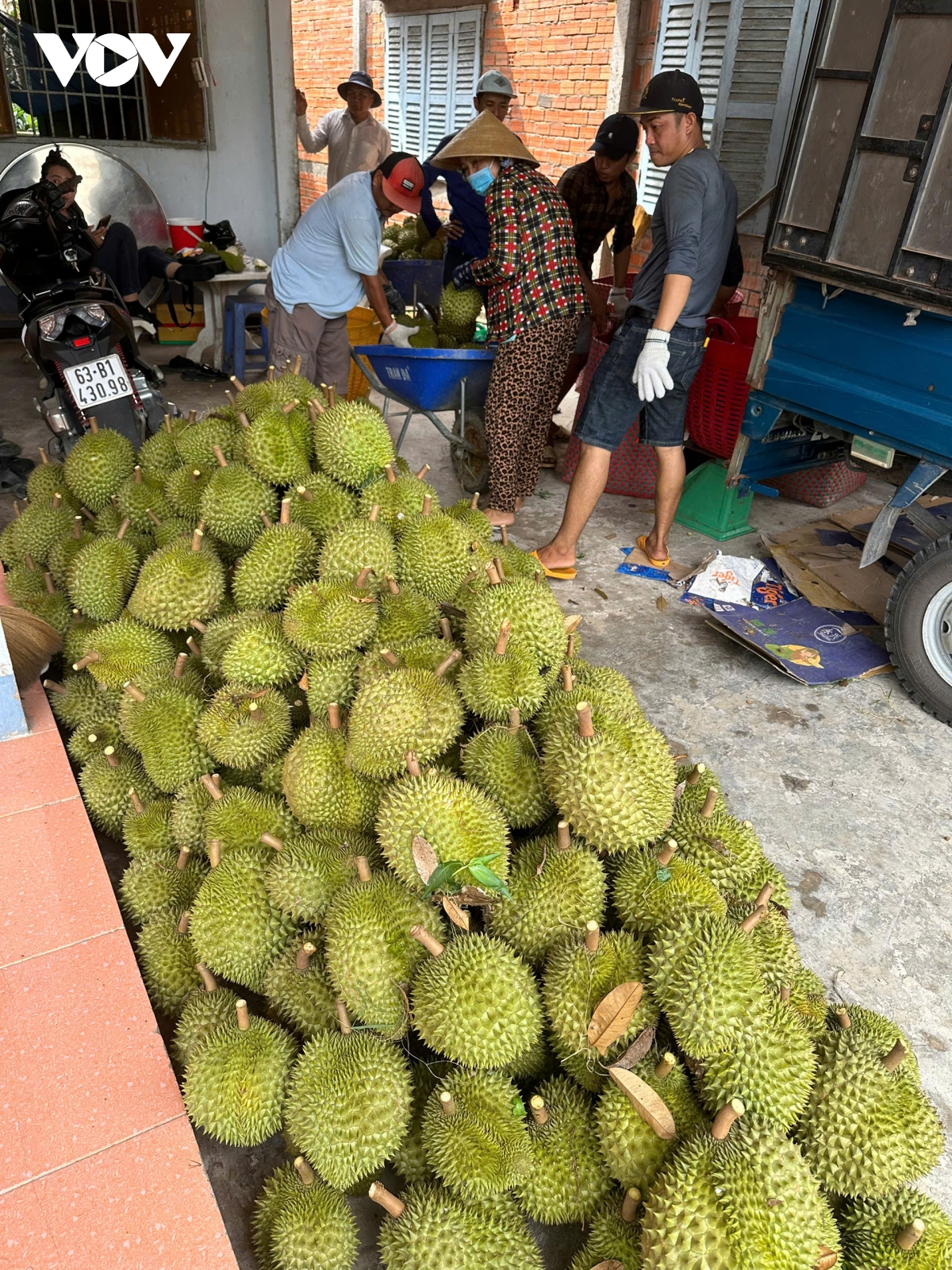 Cận Tết, trái sầu riêng sụt giá bất thường, nhà vườn Tiền Giang giảm lợi nhuận- Ảnh 2.