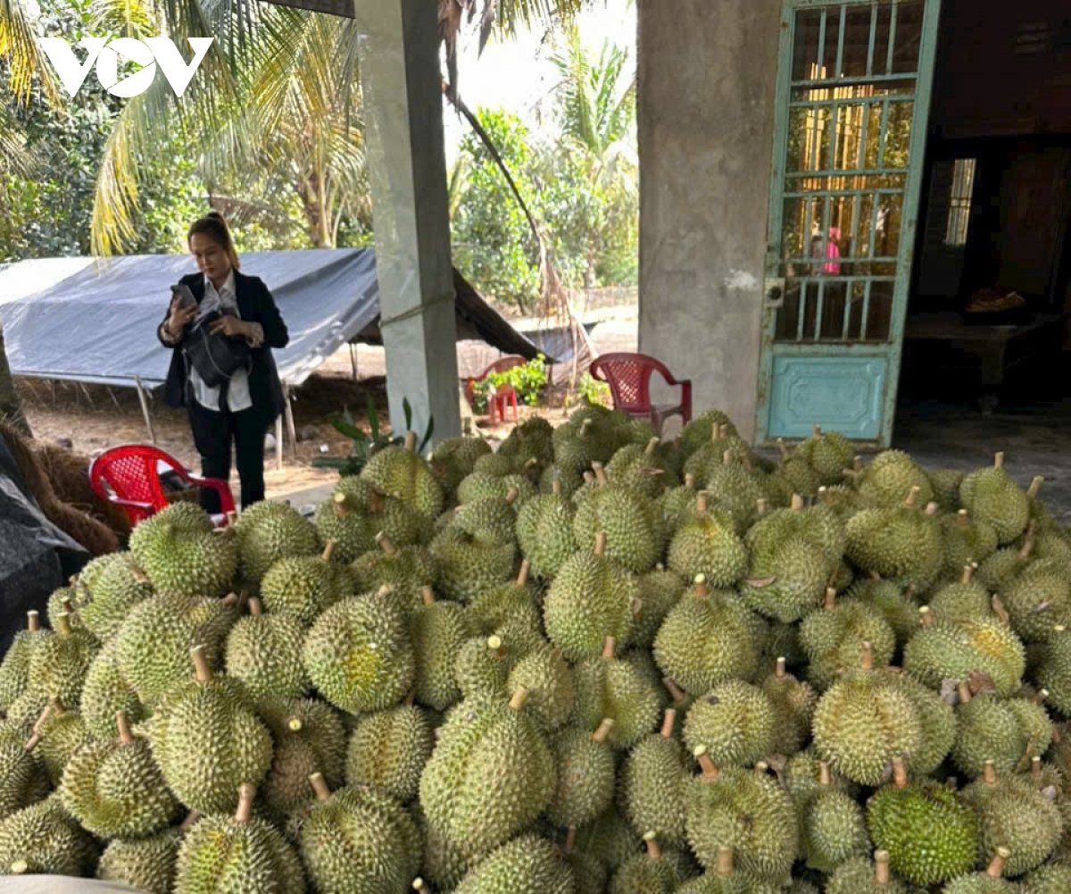 Cận Tết, trái sầu riêng sụt giá bất thường, nhà vườn Tiền Giang giảm lợi nhuận- Ảnh 1.