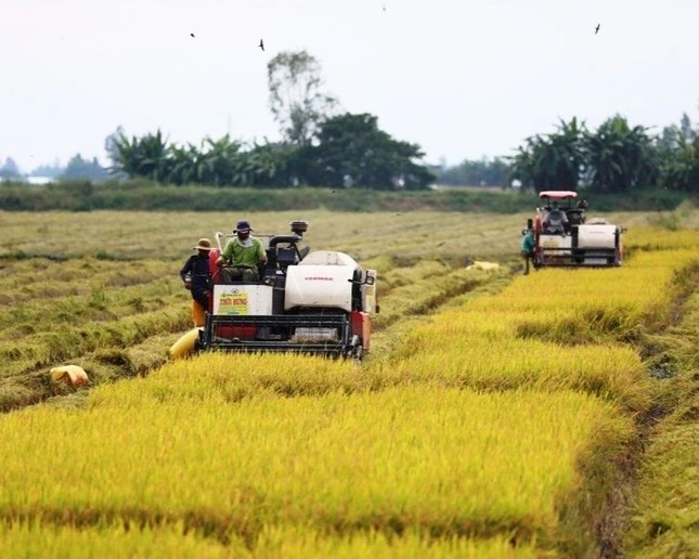 Giá gạo xuất khẩu giảm kỷ lục, tiểu thương dừng mua bán- Ảnh 2.